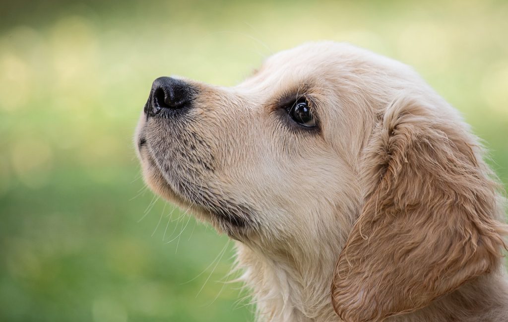 Dog Poop Pickup in Brandon Township Michigan