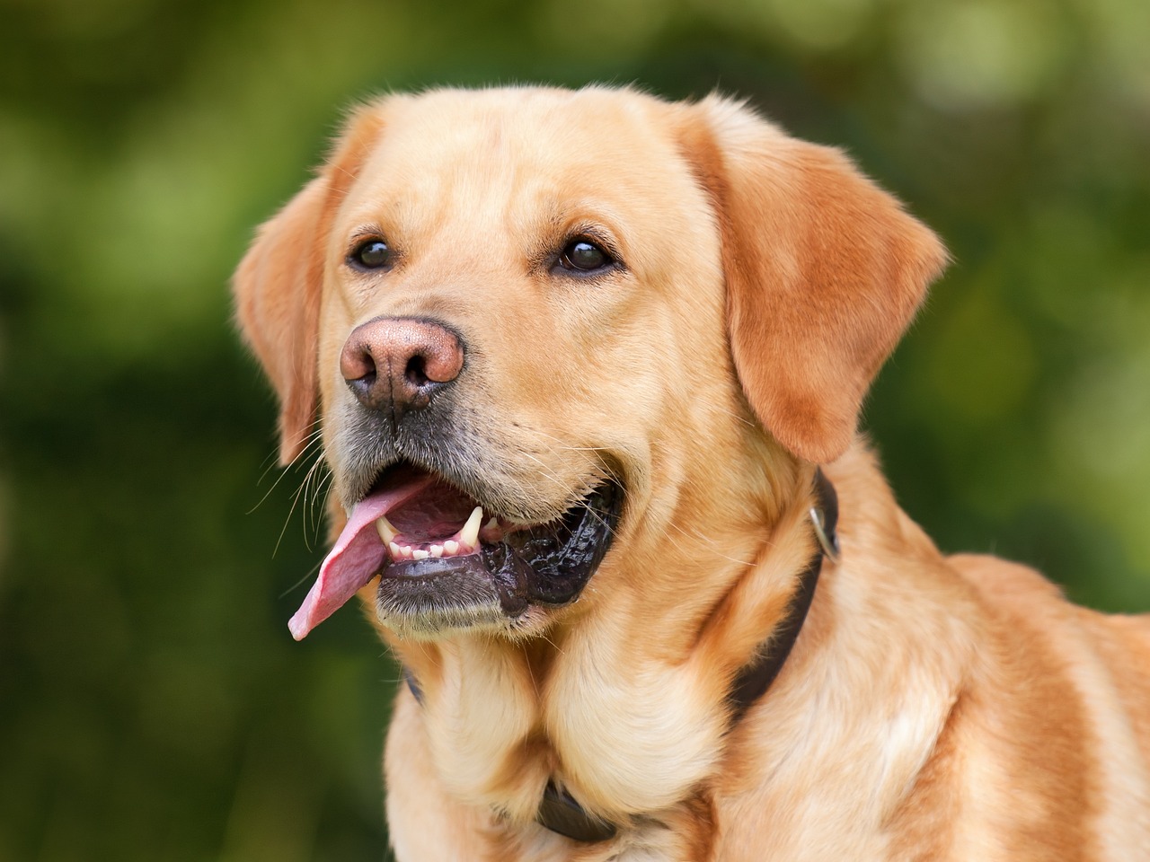 Dog Poop Pickup in Brandon Township Michigan