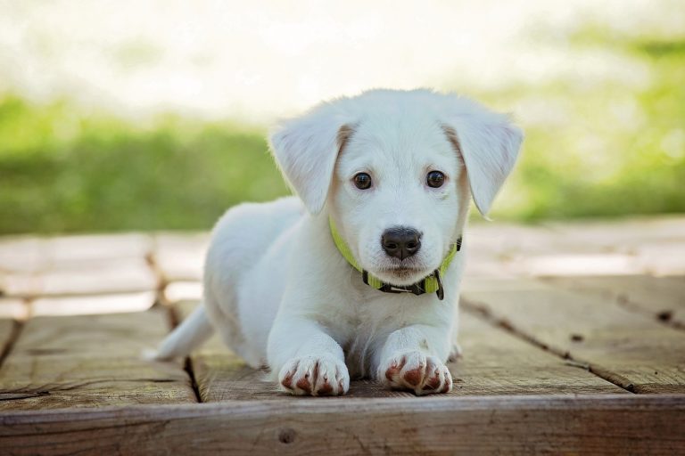 Dog Poop Pickup in Brandon Township Michigan